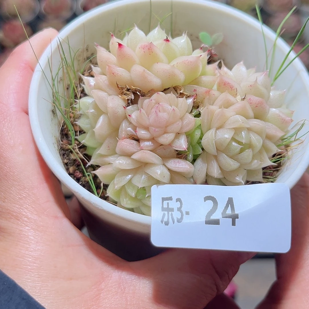乐3-24 麦秆不包整
