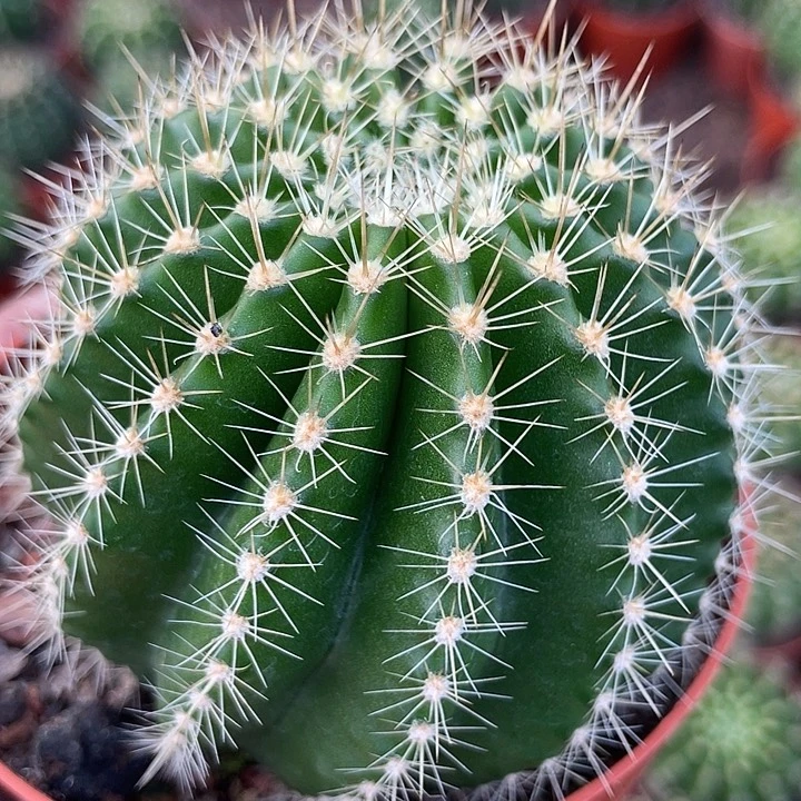 207号实生彩草带盆土