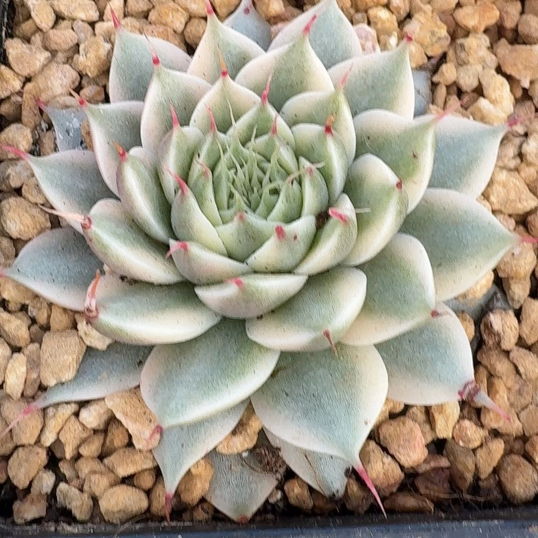 银星多肉覆轮好看