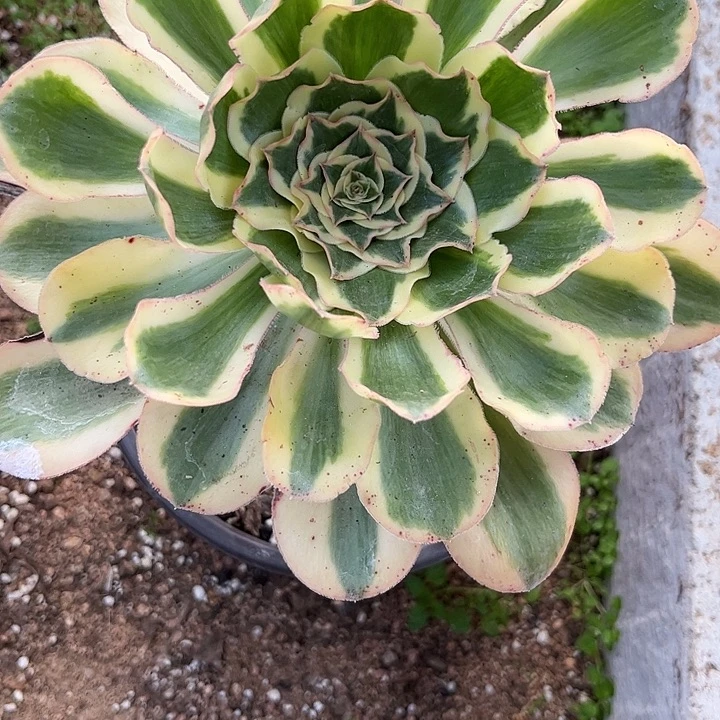 大***心多肉植物燕资锦…………