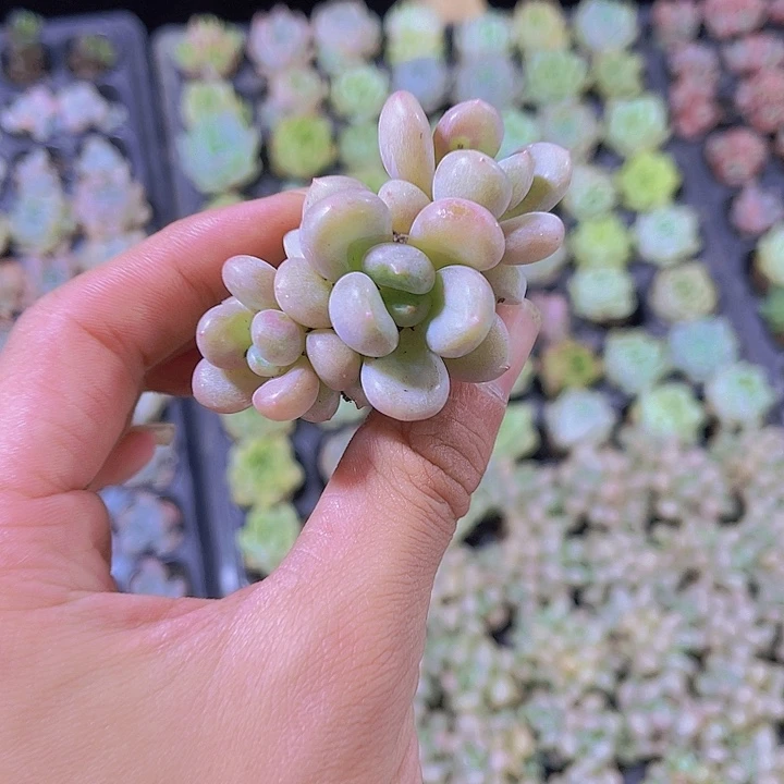 精品比尔盖茨群多肉植物