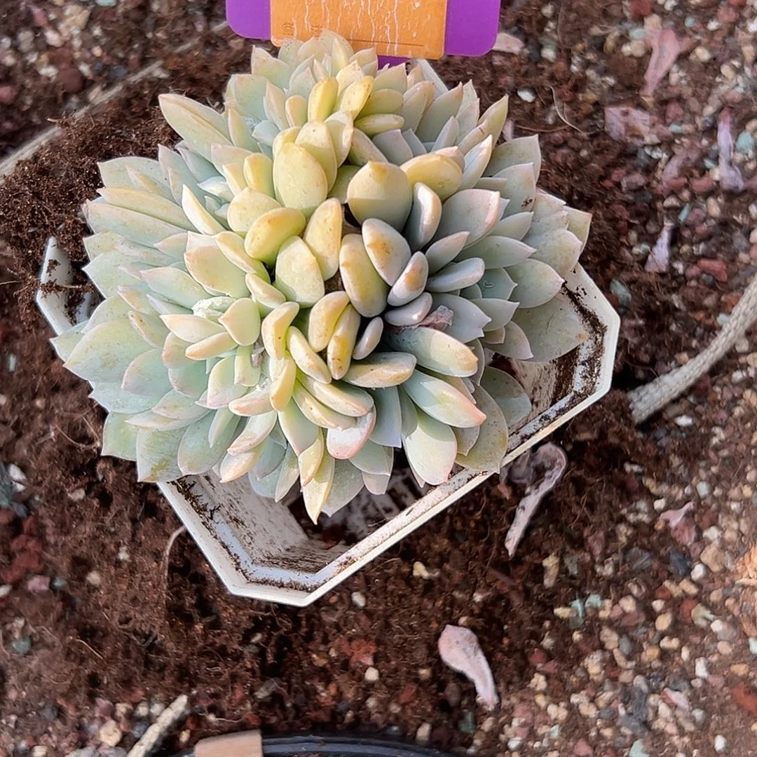 @***5多肉植物一物一拍