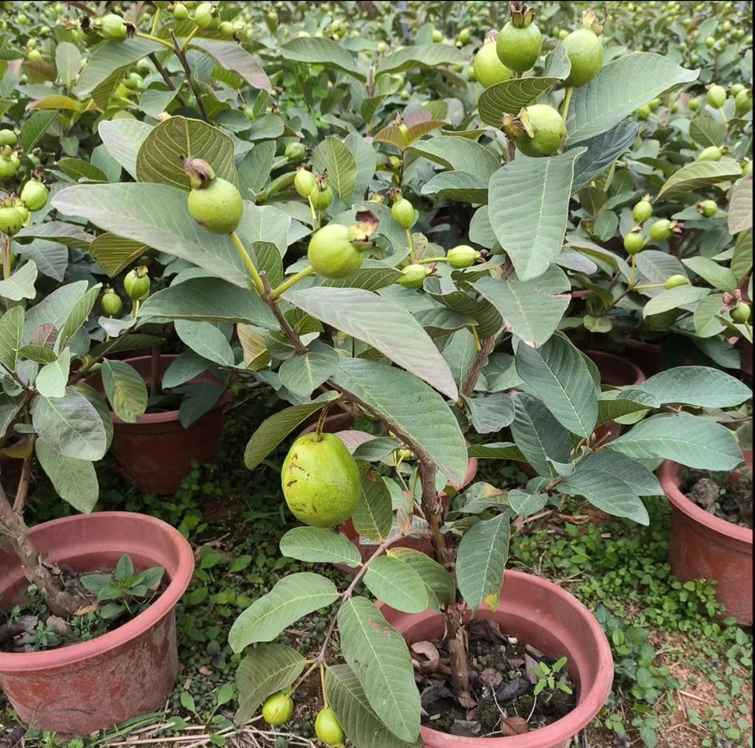 【一物一拍】精选芭乐红心白心带土带叶盆景造型盆栽庭院种植