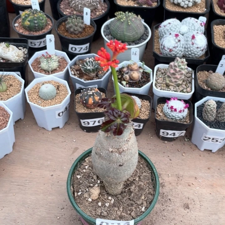 021佛度海棠块根