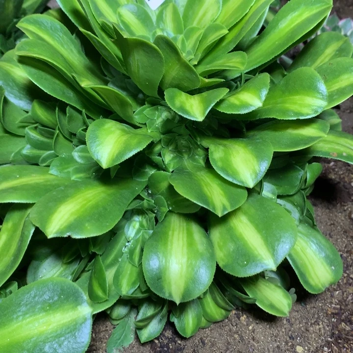 555多肉植物嫩桩一物一拍