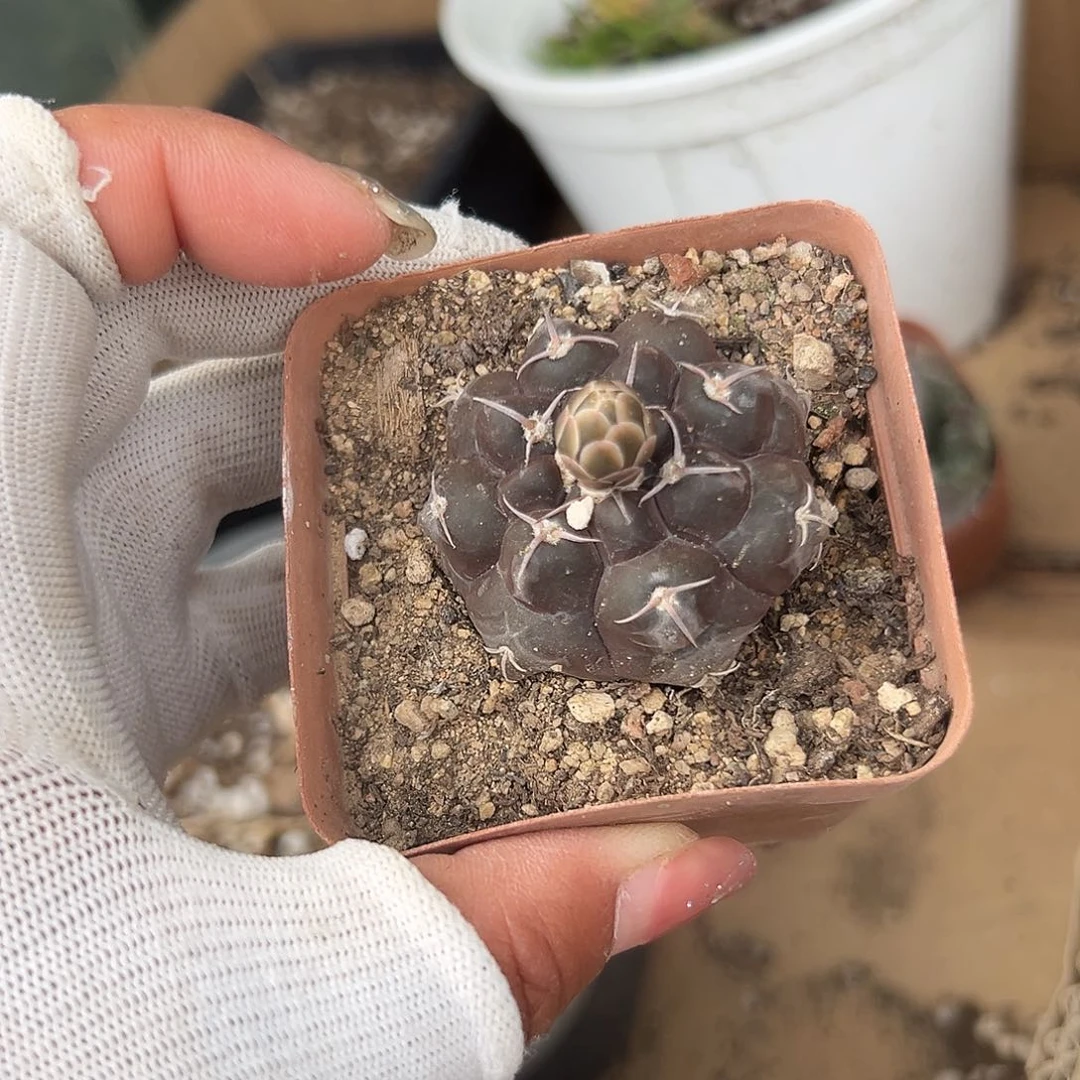 多肉植物多肉植物