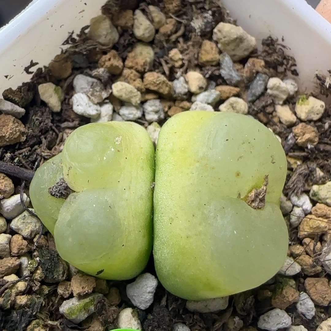 拉登双头缀化1.6/1.9多肉804