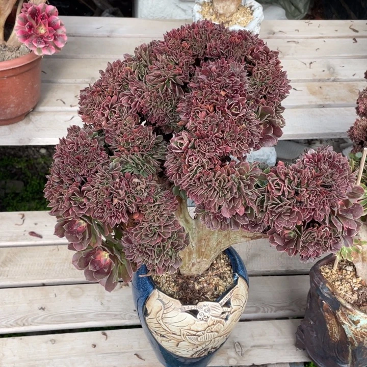 法师老桩缀化香妃