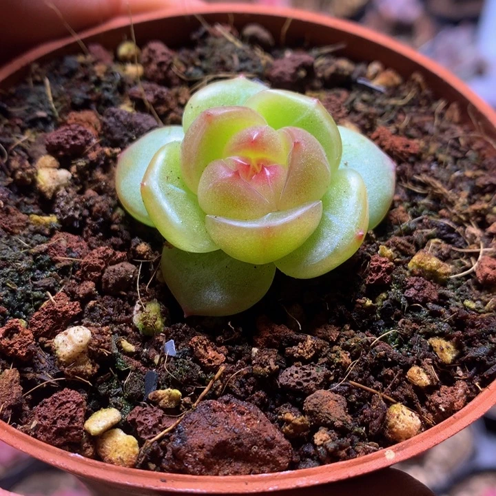 模特珍妮一物一拍