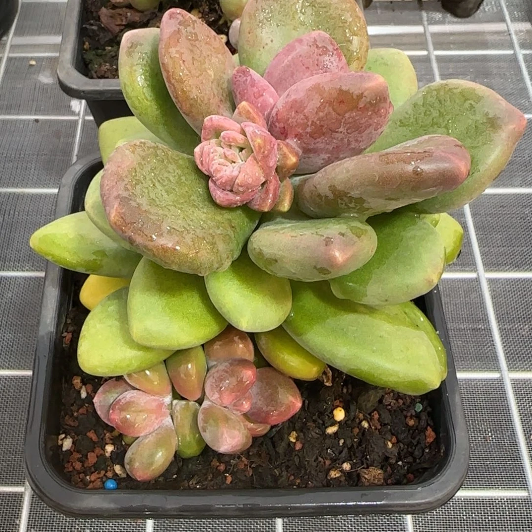 从前慢花园精选多肉芒果奶