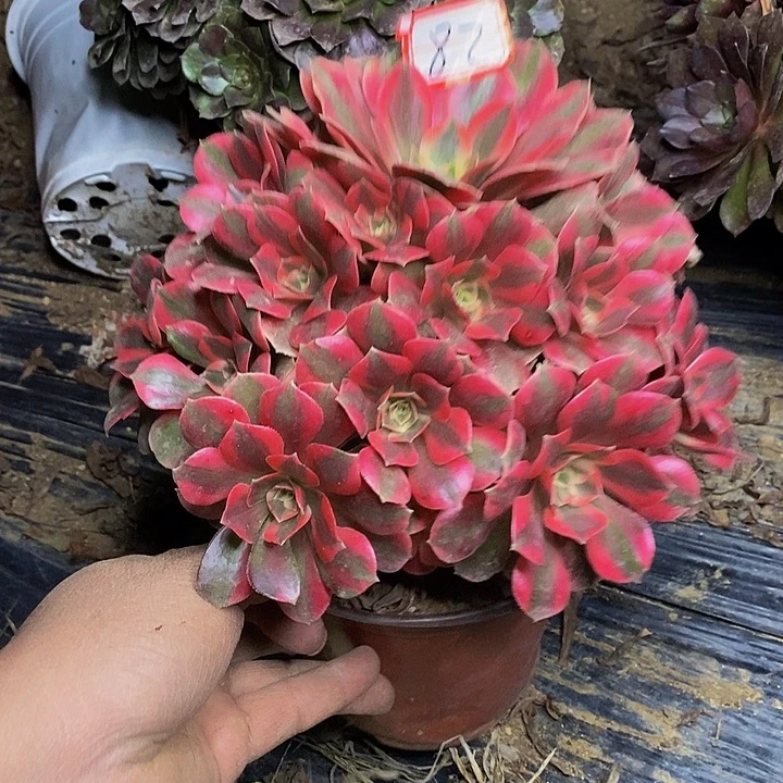 粉初恋老桩捧花82号