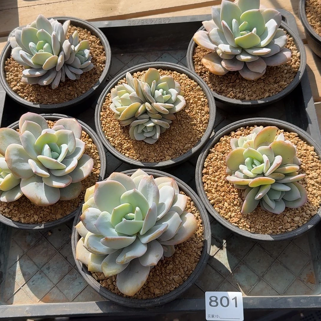 #801 售后范围：签收起7天内