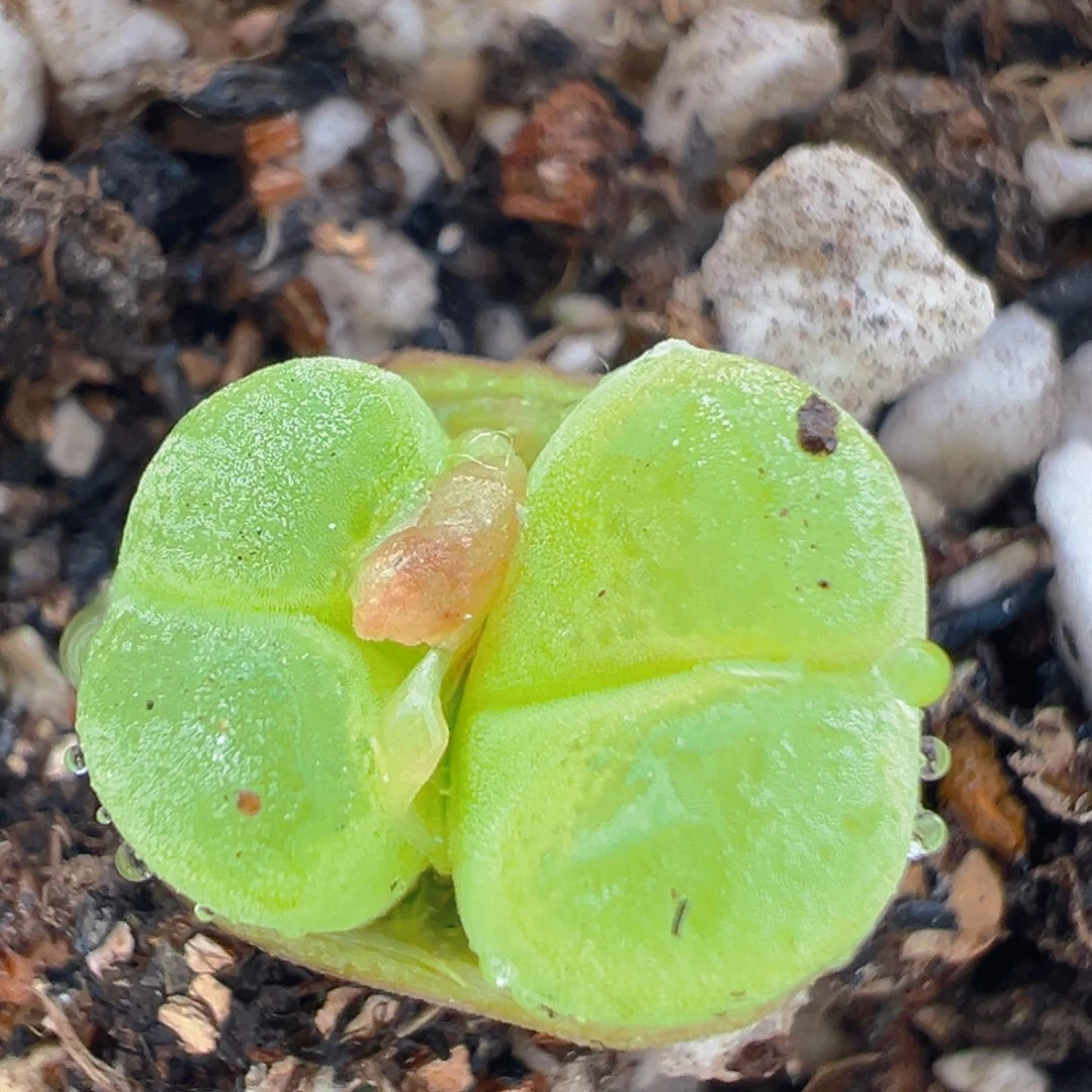 18多肉植物百科知识