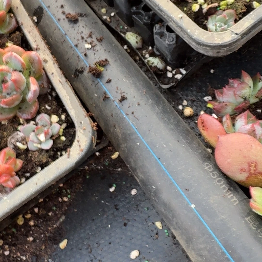 红鸾叶插五颗量拍14-105叶插区