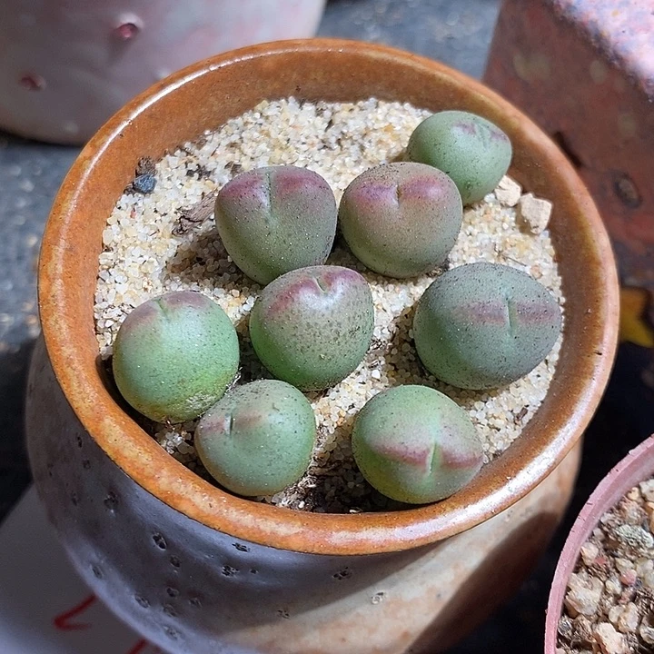 20309。    桃割娘杂交一颗。