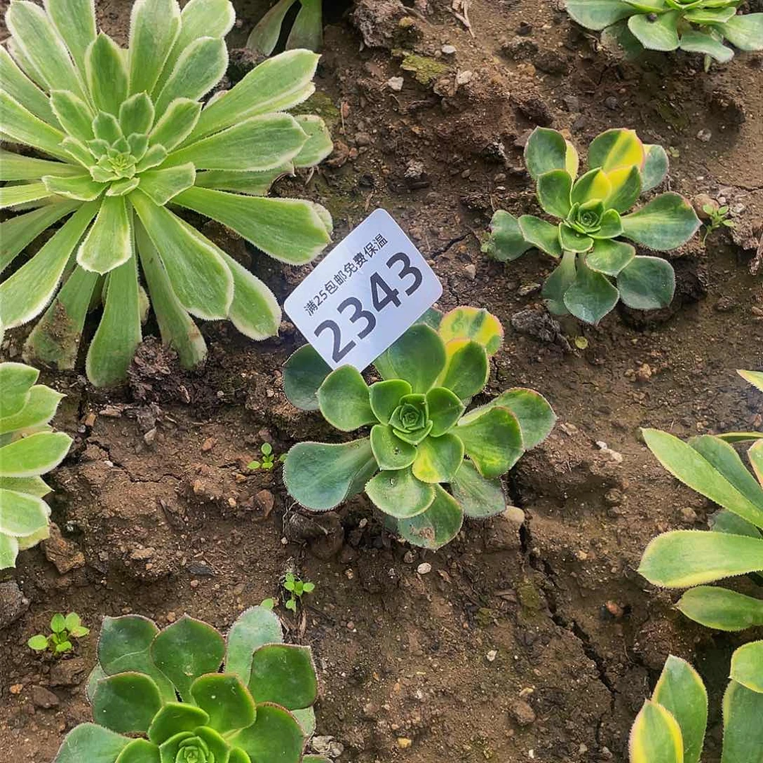 2343彩蝶多肉植物