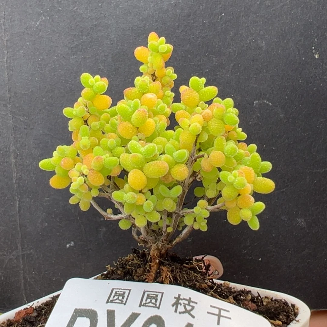 【闪购商品】dy6105提根小精控蜜橘冠幅4.5cm