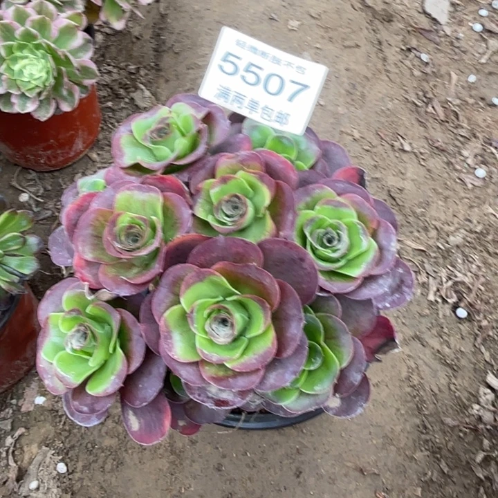 5507魅金的人多肉的