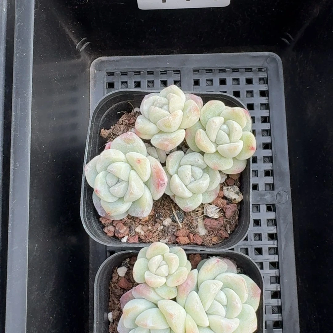 114 号到手1框江北多肉