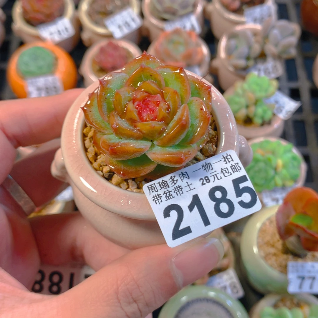 5厘米盆精控多肉2185