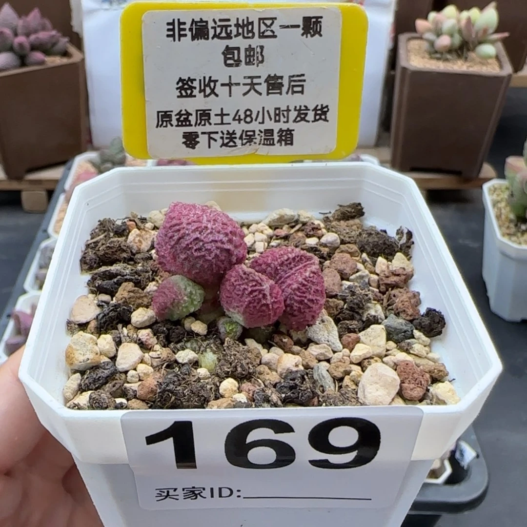 169巨猪宝多肉植物