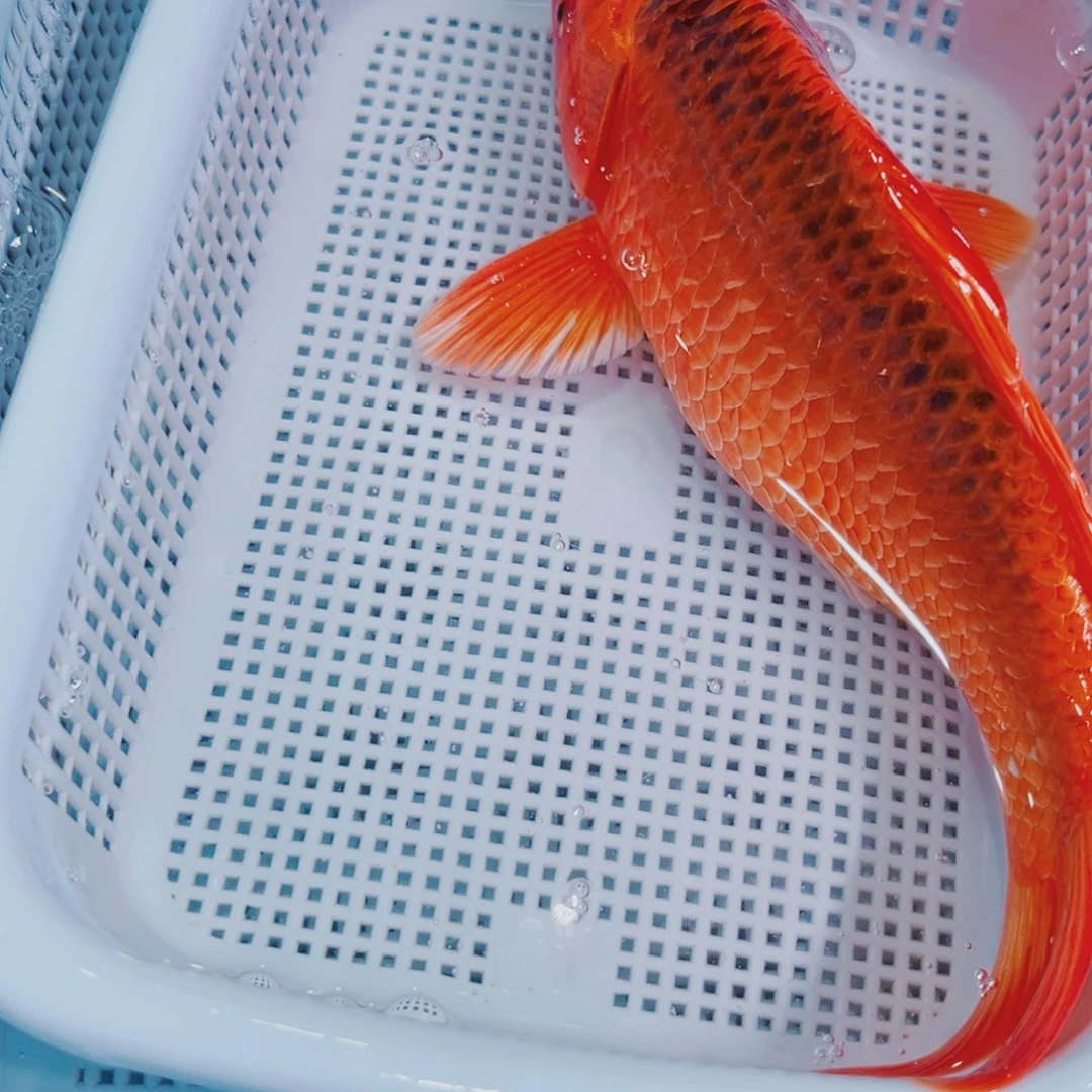 锦鲤锦鲤冷水鱼观赏