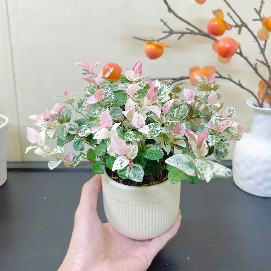 花叶络石四季五彩花叶变色藤观叶垂吊长藤好养绿植