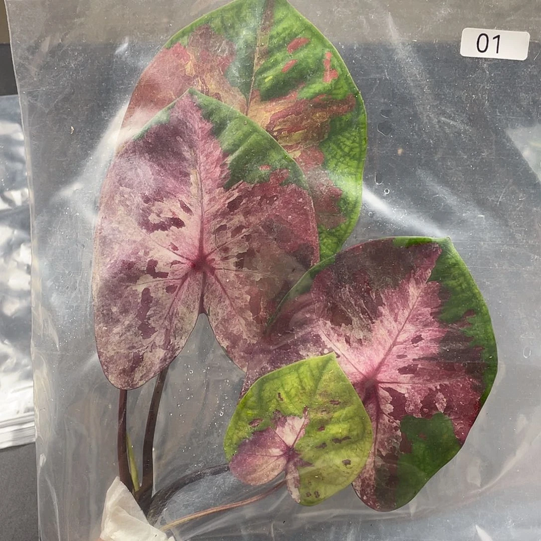 完全开放01个体袋装