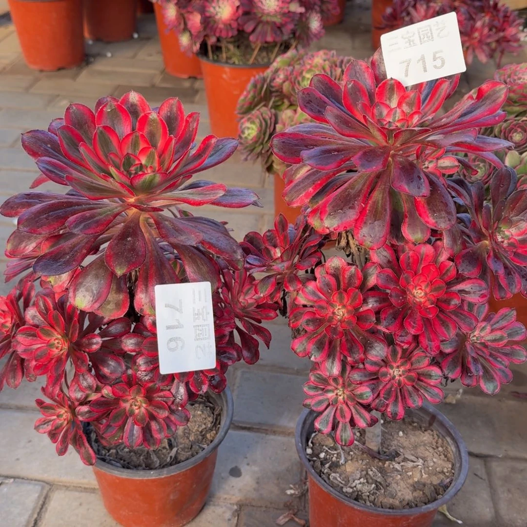 多肉植物715716香奈儿