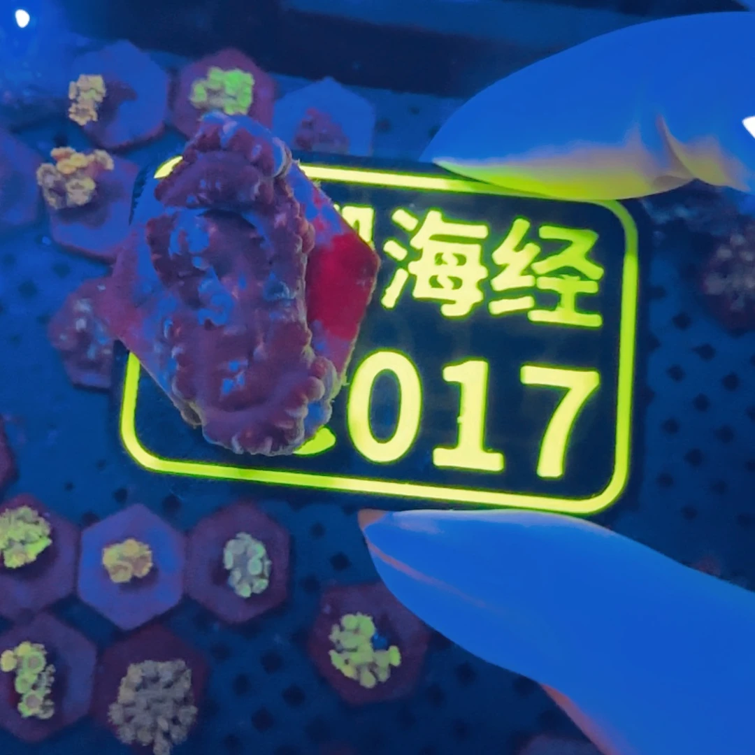 伟***哥纽扣珊瑚晓晓不包邮糖果脑C017