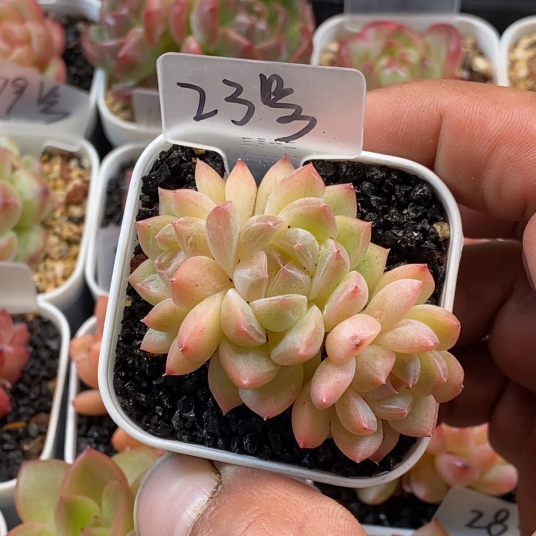 天官赐福百无禁忌