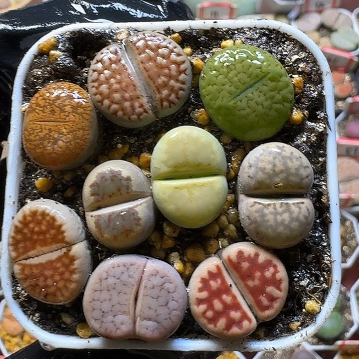 生石花2:：：。生。 52号