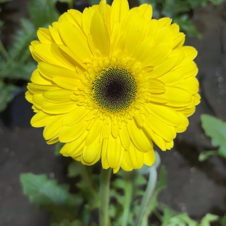 原盆原土｜一加仑非洲菊太阳风暴