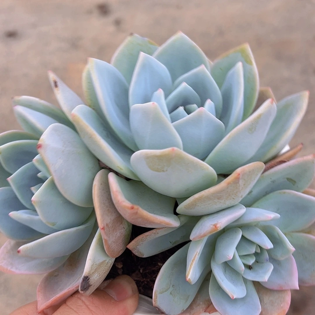 凤橙三头起老桩多肉