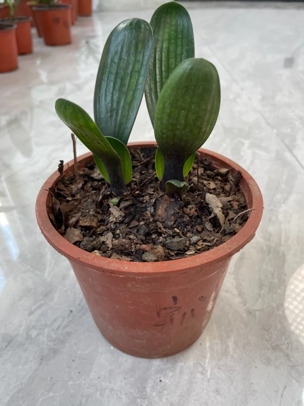 杨阿姨实心红君子兰苗(一盆两颗）