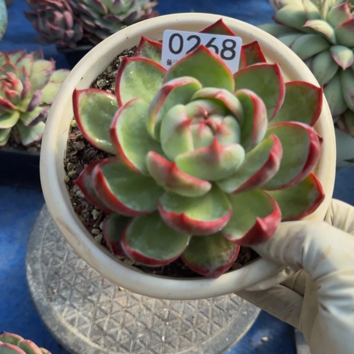 惊鸿仙子 268......