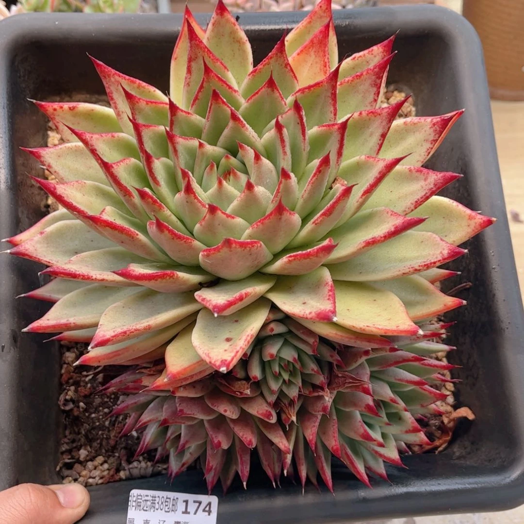 174玛利亚德华多肉