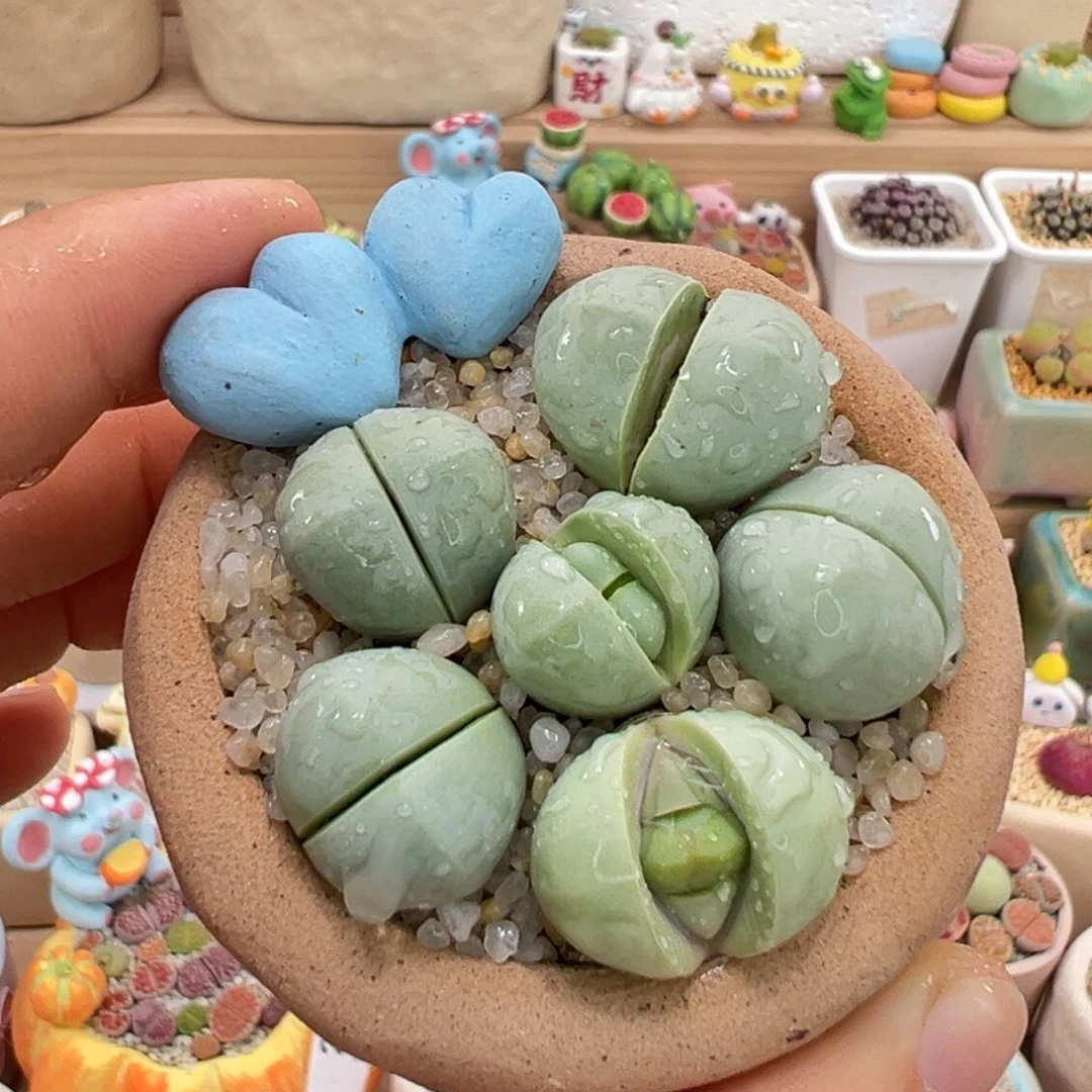 多肉植物54号元宝