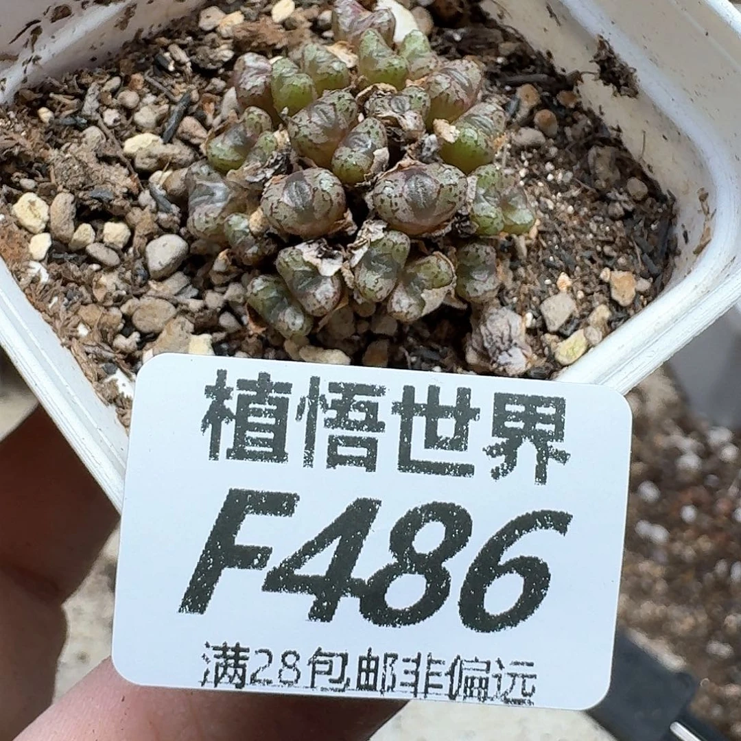 多肉植物的润泽发发