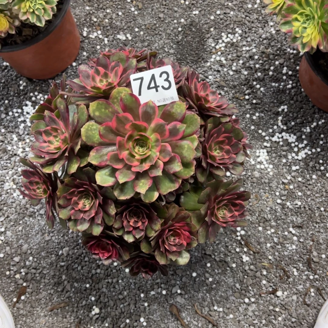 我是真的很喜欢这个