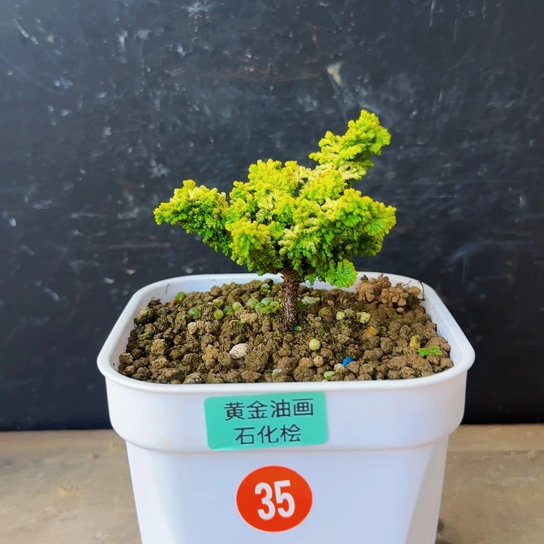 董***二无花朵黄金油画石化桧188