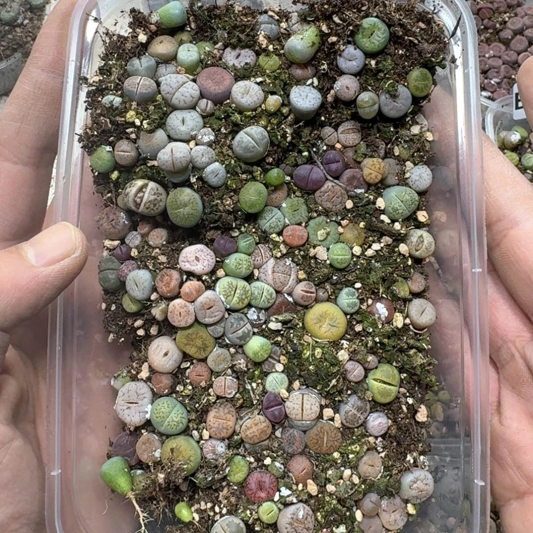 B59 彩色生石花一盒