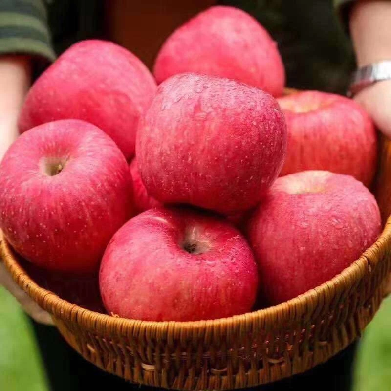 【彩味堂】新鲜大苹果4斤装新鲜苹果陕西省