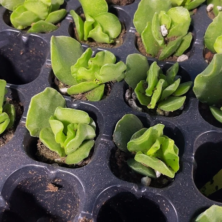 草莓蛋糕1.5带土发