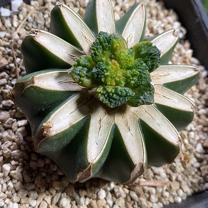 苗接哥斯拉牡丹花锦小苗581号