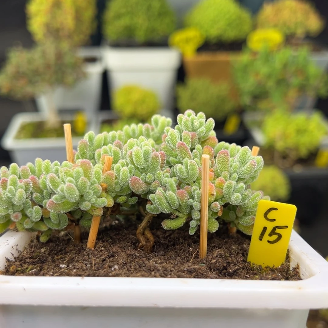 冰晶带盆带土发货