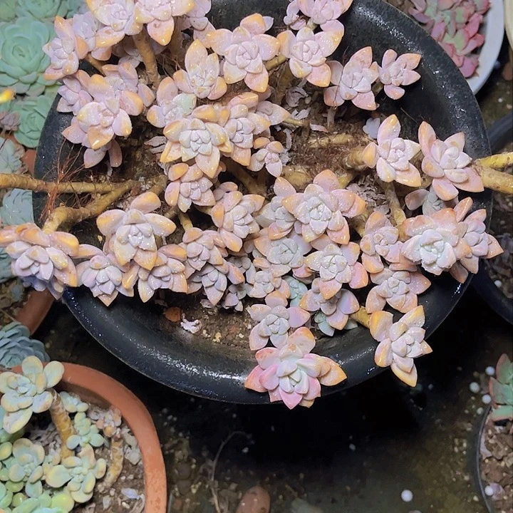 九**刻是你想说不就知道说出来好