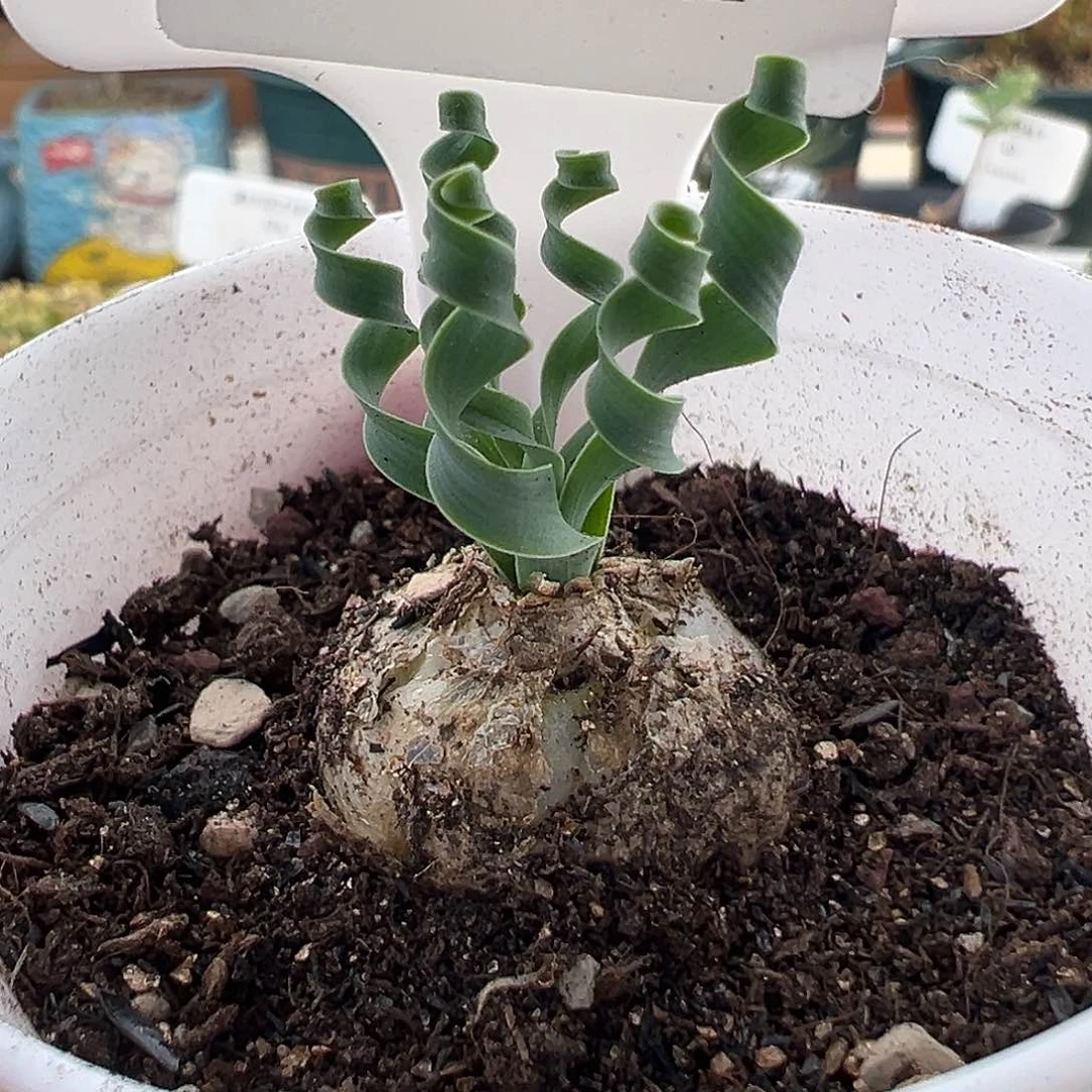 23号贵妃弹12.9多肉