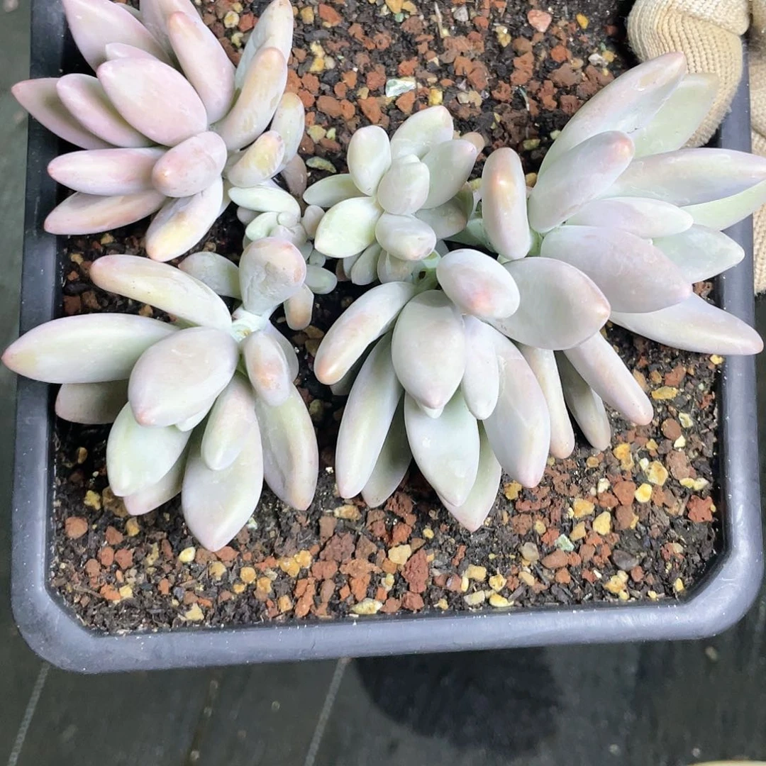 白兰地多头无砍裙