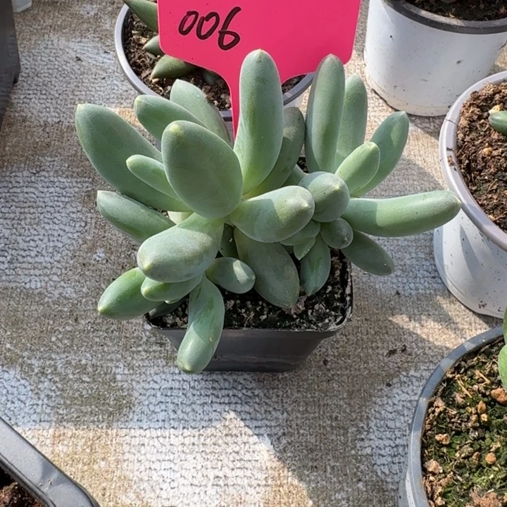 006新品新号福利价